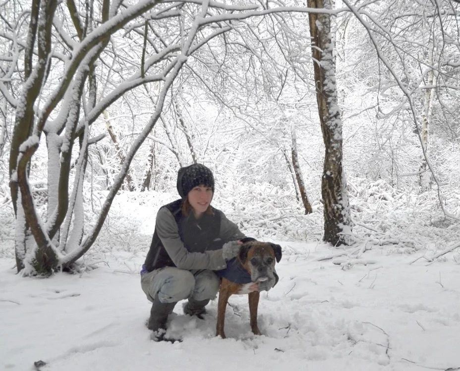 Two dogs playing together outdoors