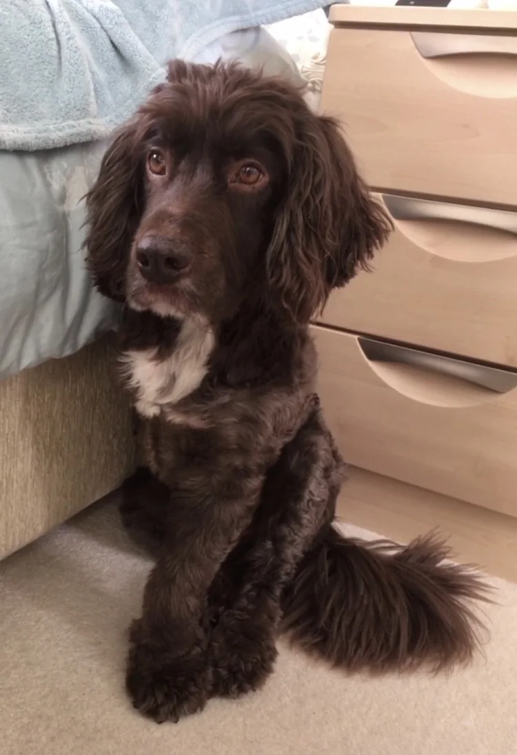 A dog relaxing indoors during pet care